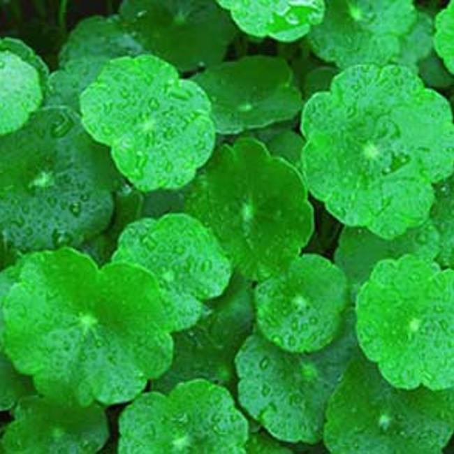 Gotu Kola