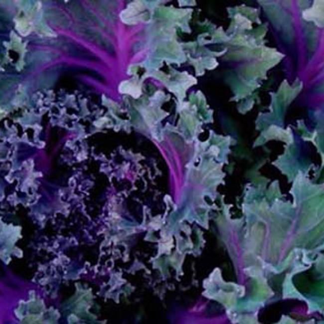 Kale 