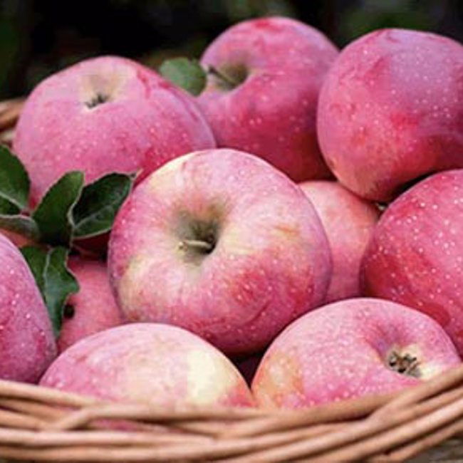 Life - Changing Apples 