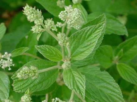 Red Root