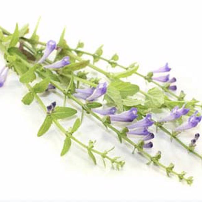 Skullcap